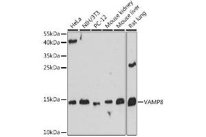 Western blot analysis of extracts of various cell lines, using VAMP8 antibody. (VAMP8 抗体  (AA 1-75))