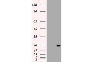 Image no. 3 for anti-Interleukin 6 (IL6) (AA 29-212) antibody (ABIN1491342) (IL-6 抗体  (AA 29-212))