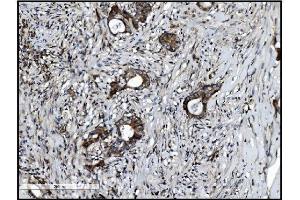 IHC analysis of VAMP4 using anti-VAMP4 antibody (ABIN7598962). (VAMP4 抗体  (AA 1-118))
