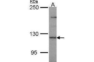 Western Blotting (WB) image for anti-Pleckstrin Homology Domain Containing, Family G (With RhoGef Domain) Member 4 (PLEKHG4) (N-Term) antibody (ABIN2856690)
