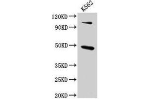 Western Blot Positive WB detected in: K562 whole cell lysate All lanes: ARRB1 antibody at 4. (beta Arrestin 1 抗体  (AA 1-260))