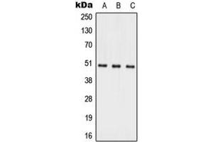 Western blot analysis of ACER1 expression in HepG2 (A), Raw264. (ACER1 抗体  (Center))