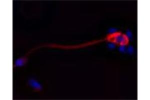 Immunofluorescence (IF) image for anti-Cathelicidin Antimicrobial Peptide (CAMP) antibody (ABIN571374)