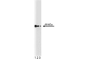 Western blot analysis of p54 [nrb] on a Jurkat lysate. (NONO 抗体  (AA 368-471))