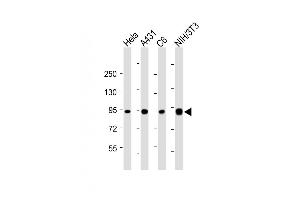 All lanes : Anti-Hsp90 at 1:4000 dilution Lane 1: Hela whole cell lysate Lane 2: A431 whole cell lysate Lane 3: C6 whole cell lysate Lane 4: NIH/3T3 whole cell lysate Lysates/proteins at 20 μg per lane. (HSP90 抗体  (AA 150-400))