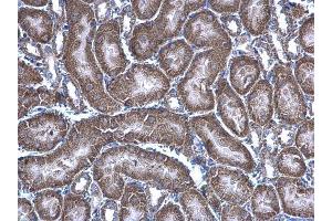 IHC-P Image HAGH antibody [N2C3] detects HAGH protein at mitochondria on mouse kidney by immunohistochemical analysis. (HAGH 抗体)