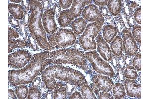 IHC-P Image HAGH antibody [N2C3] detects HAGH protein at mitochondria on mouse kidney by immunohistochemical analysis. (HAGH 抗体)