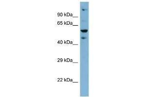 Host: Rabbit Target Name: ZNF573 Sample Type: HT1080 Whole Cell lysates Antibody Dilution: 1. (ZNF573 抗体  (Middle Region))