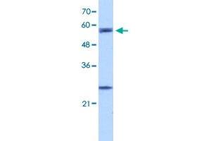 Western Blot analysis of HepG2 cell lysate with CPNE1 polyclonal antibody  at 5 ug/mL working concentration. (CPNE1 抗体  (N-Term))