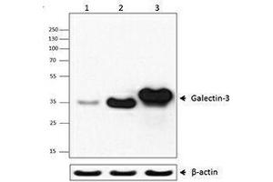 Western Blotting (WB) image for anti-Galectin 3 (LGALS3) (AA 151-251) antibody (ABIN2665255) (Galectin 3 抗体  (AA 151-251))