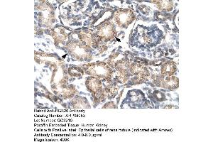 Human kidney (RGS20 抗体  (Middle Region))