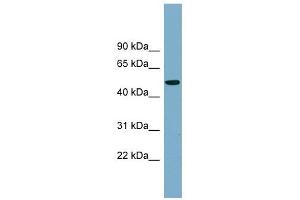PRSS16 antibody used at 1 ug/ml to detect target protein. (PRSS16 抗体)