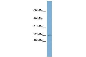 PTGES3 antibody used at 1 ug/ml to detect target protein.