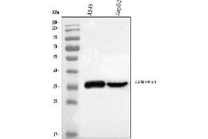 Western blot analysis of AKR1B10 using anti-AKR1B10 antibody (ABIN5518800).