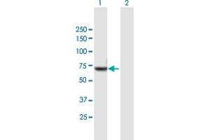 Western Blot analysis of NXF2 expression in transfected 293T cell line by NXF2 MaxPab polyclonal antibody. (NXF2 抗体  (AA 1-626))