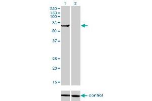 Western blot analysis of TRIM16 over-expressed 293 cell line, cotransfected with TRIM16 Validated Chimera RNAi (Lane 2) or non-transfected control (Lane 1). (TRIM16 抗体  (AA 165-273))