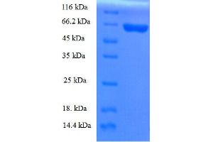 SDS-PAGE (SDS) image for Apolipoprotein A-V (APOA5) (AA 21-367) protein (His tag) (ABIN7583490)
