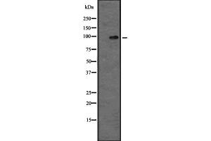 Western blot analysis of MAP4K5 expression in MOLT4 whole cell lysate ;,The lane on the left is treated with the antigen-specific peptide.