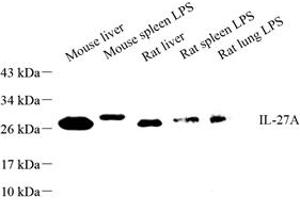 Western blot analysis of IL-27A (ABIN7074366) at dilution of 1: 500 (IL27 抗体)