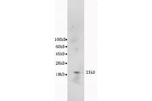 SDS-PAGE (SDS) image for anti-BCL2-Associated X Protein (BAX) (AA 84-175) antibody (ABIN725375)