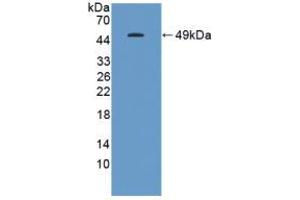 Western blot analysis of recombinant Human GKN1. (Gastrokine 1 抗体  (AA 22-199))
