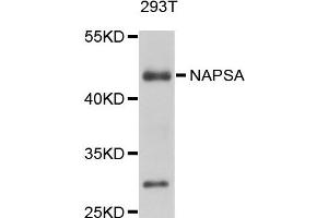 Western blot analysis of extracts of 293T cells, using NAPSA antibody.
