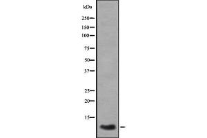 Western blot analysis GROγ using A549 whole cell lysates (CXCL3 抗体  (C-Term))