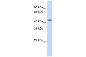 Western Blotting (WB) image for anti-ELAC1 (ELAC1) antibody (ABIN2458579) (ELAC1 抗体)