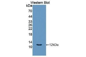 Western Blotting (WB) image for anti-Chemokine (C-X-C Motif) Ligand 11 (CXCL11) antibody (ABIN1861637) (CXCL11 抗体)