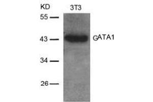 Image no. 2 for anti-GATA Binding Protein 1 (Globin Transcription Factor 1) (GATA1) (AA 140-144) antibody (ABIN197169) (GATA1 抗体  (AA 140-144))
