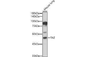Western blot analysis of extracts of Mouse lung, using TAZ antibody (ABIN6130800, ABIN6150278, ABIN6150279 and ABIN6224227) at 1:500 dilution. (WWTR1 抗体  (AA 1-230))