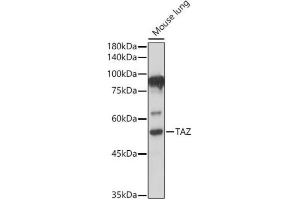 WWTR1 抗体  (AA 1-230)