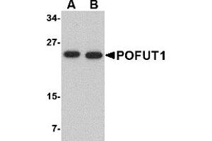 Western Blotting (WB) image for anti-Protein O-Fucosyltransferase 1 (POFUT1) (N-Term) antibody (ABIN1031521) (POFUT1 抗体  (N-Term))