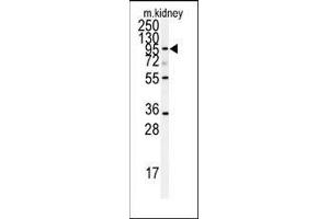 Western blot analysis of anti-ADAM9 Antibody (N-term) in mouse kidney tissue lysates (35ug/lane). (ADAM9 抗体  (N-Term))