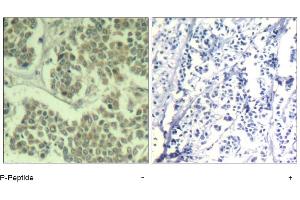 Image no. 1 for anti-Eukaryotic Translation Initiation Factor 2 Subunit 1 (EIF2S1) (pSer49) antibody (ABIN319275) (EIF2S1 抗体  (pSer49))