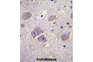 WDR27 Antibody (N-term) immunohistochemistry analysis in formalin fixed and paraffin embedded human brain tissue followed by peroxidase conjugation of the secondary antibody and DAB staining. (WDR27 抗体  (N-Term))