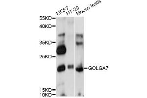 Western blot analysis of extracts of various cell lines, using GOLGA7 antibody (ABIN6291695) at 1:1000 dilution. (Golgin A7 抗体)