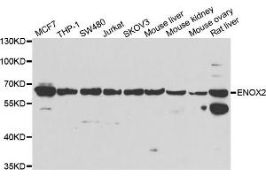 Western blot analysis of extracts of various cell lines, using ENOX2 antibody. (ENOX2 抗体)
