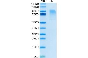 Biotinylated Mouse CX3CL1/Fractalkine on Tris-Bis PAGE under reduced condition. (CX3CL1 Protein (AA 25-336) (His-Avi Tag,Biotin))