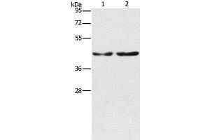 Western Blot analysis of Hela and 293T cell using CBX6 Polyclonal Antibody at dilution of 1:600 (CBX6 抗体)