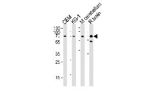 Western blot analysis of lysates from CEM, KG-1 cell line, mouse cerebellum and rat brain tissue lysate (from left to right), using MTF2 Antibody (Center) (ABIN1538252 and ABIN2849778). (MTF2 抗体  (AA 289-317))