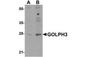 Western blot analysis of GOLPH3 in rat lung tissue lysate with AP30372PU-N GOLPH3 antibody at (A) 0. (GOLPH3 抗体  (N-Term))
