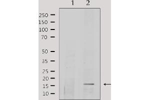 Western blot analysis of lysates from HepG2, using COX5A Antibody.