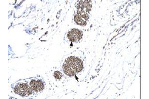 Image no. 1 for anti-Matrix Metallopeptidase 19 (MMP19) (AA 56-105) antibody (ABIN6735807) (MMP19 抗体  (AA 56-105))