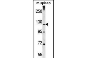 Antibody (C-term) (ABIN656481 and ABIN2845761) western blot analysis in mouse spleen tissue lysates (35 μg/lane). (ELAPOR1 抗体  (C-Term))
