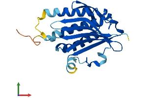 AlphaFold protein structure predicition of Mouse Recombinant Mad2l2 Protein, UniprotID Q9D752