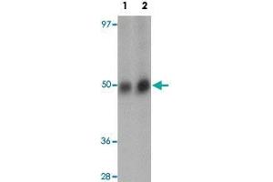 Western blot analysis of RNF8 in human lung tissue lysate with RNF8 polyclonal antibody  at (1) and (2) 2 ug/mL. (RNF8 抗体  (C-Term))
