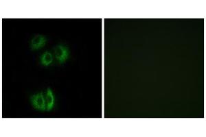 Immunofluorescence analysis of A549 cells, using CELSR3 antibody. (CELSR3 抗体  (C-Term))