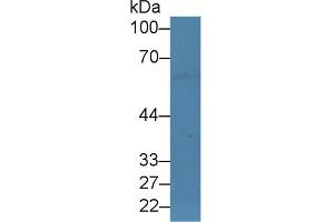 Western Blot; Sample: Mouse Sp2/0 cell lysate; Primary Ab: 3µg/ml Rabbit Anti-Human EBF1 Antibody Second Ab: 0. (EBF1 抗体  (AA 179-451))