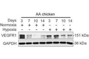 Western Blotting (WB) image for anti-Fms-Related tyrosine Kinase 1 (VEGFR1) (FLT1) (AA 20-300) antibody (ABIN6140687)